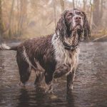 Restore Raining Water