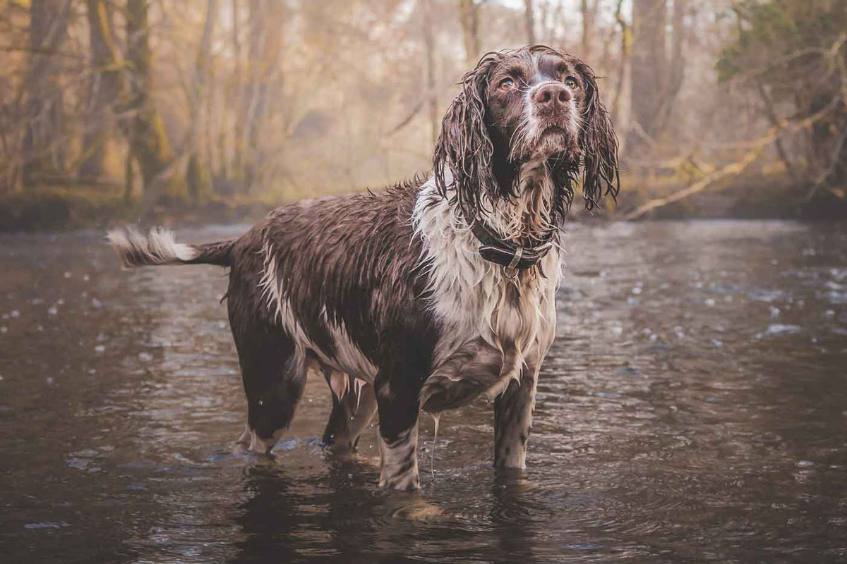 You are currently viewing Restore Raining Water